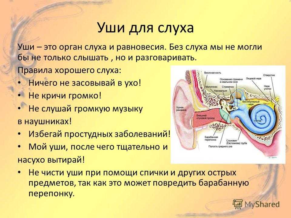 Характеристика уха человека