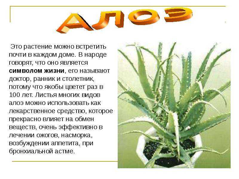 Как пишется алоэ. Комнатное растение алоэ Родина растения. Алоэ комнатное растение описание.
