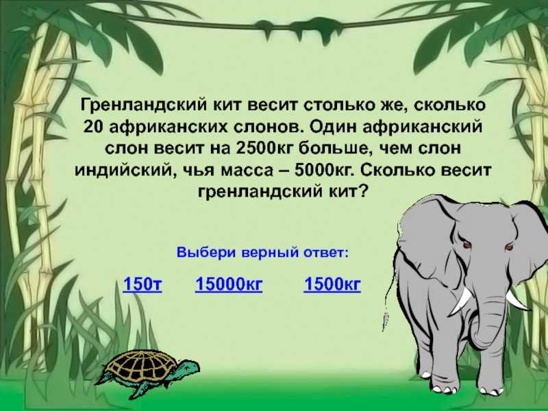 Слон сколько кг. Сколько весит слон. Сколько весит Африканский слон. Вес африканского слона. Сколько весит большой слон.