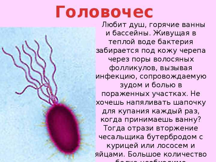 Сообщение по биологии бактерии. Сообщение по биологии про бактерии. Сообщение о бактерии 5 класс по биологии. Сообщение о бактериях. Рассказ о бактериях.