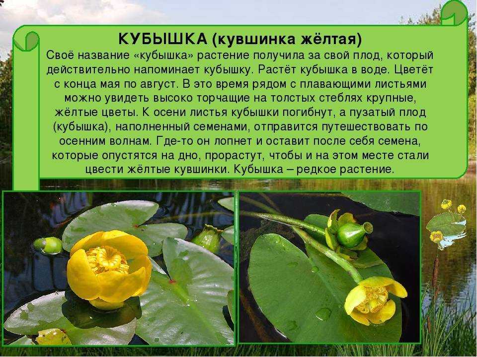 1 вид растения. Растения красной книги кубышка малая. Кубышка малая краткое описание. Растения пресных водоемов кубышка. Среда обитания кубышки желтой.