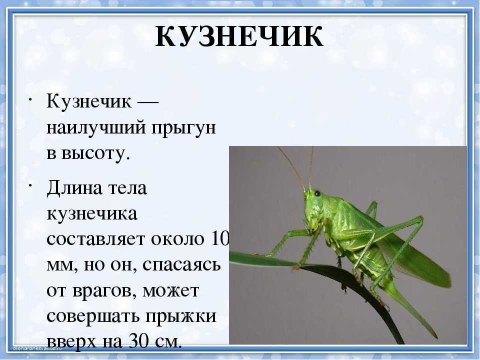 Насекомые 2 класс. Описание кузнечика. Доклад про кузнечика. Кузнечик описание насекомого. Кузнечик строение тела.