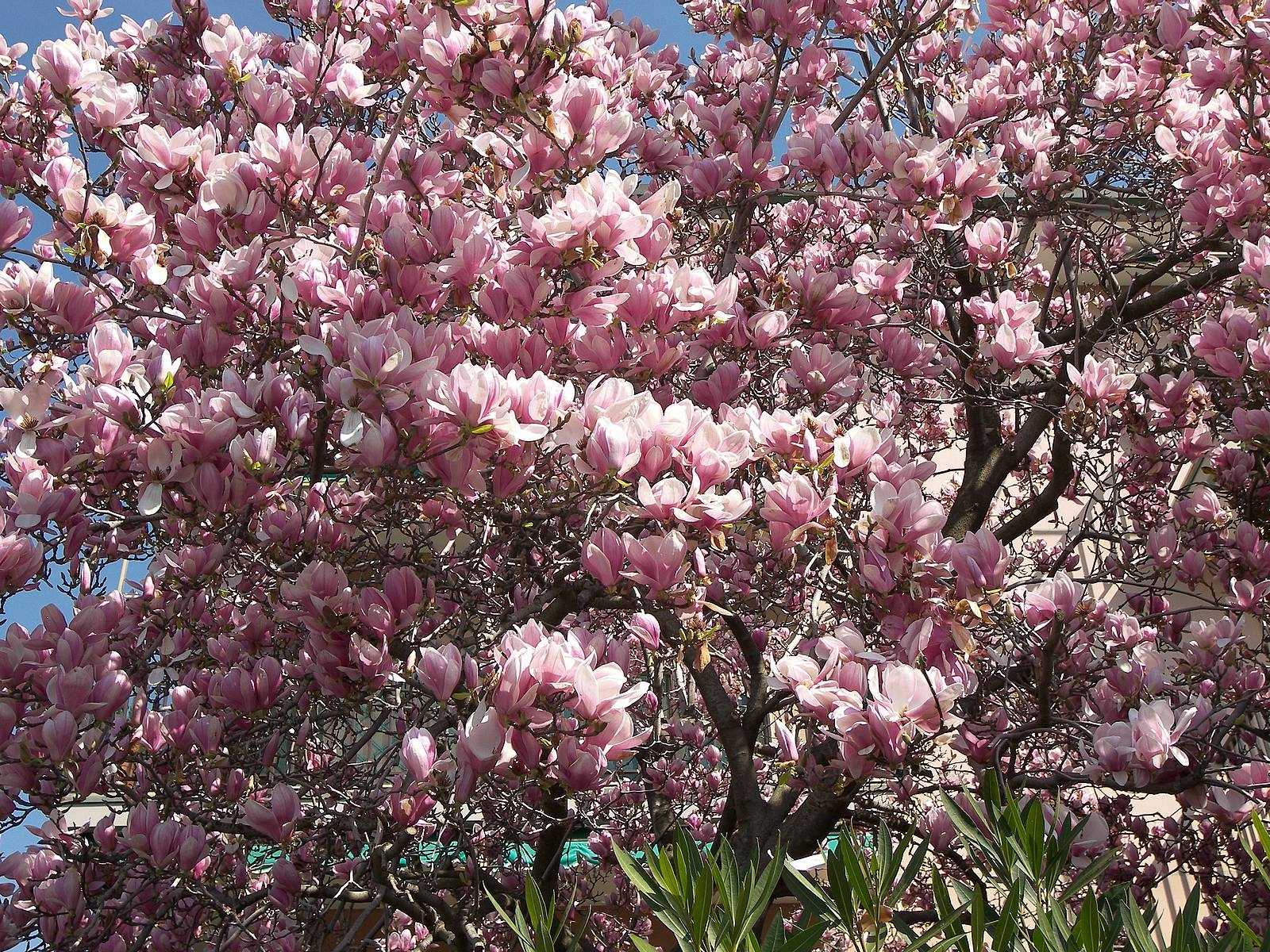 Розовое дерево в сочи. Магнолия Суланжа цветок. Магнолия Суланжа пикчер. Магнолия Суланжа дерево. Магнолия Суланжа цветет.