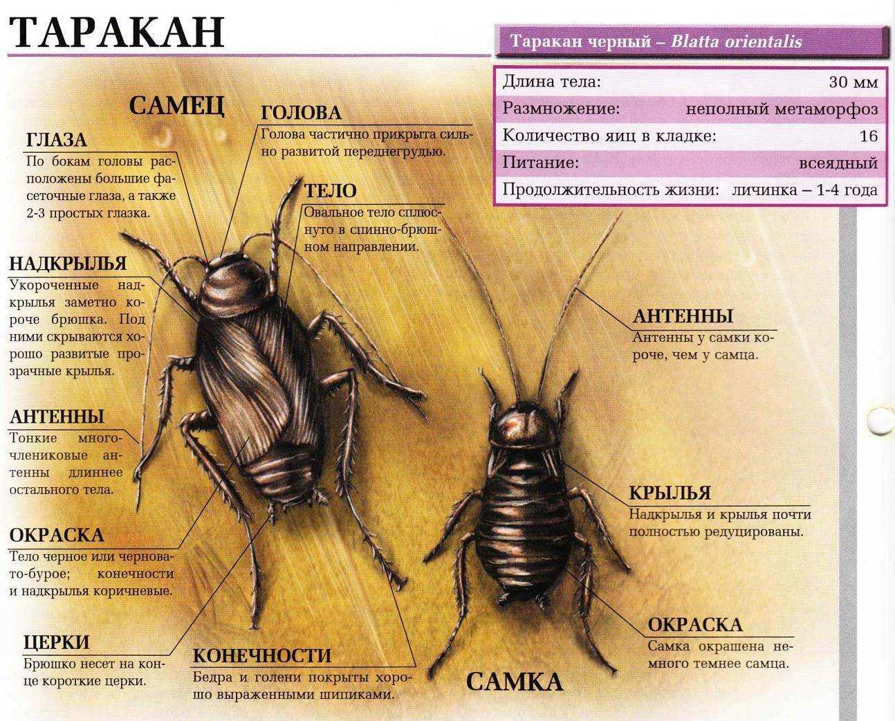 Почему таракана назвали тараканом. Внешнее строение тараканов. Строение таракана. Черный таракан размер. Внешнее строение таракана.