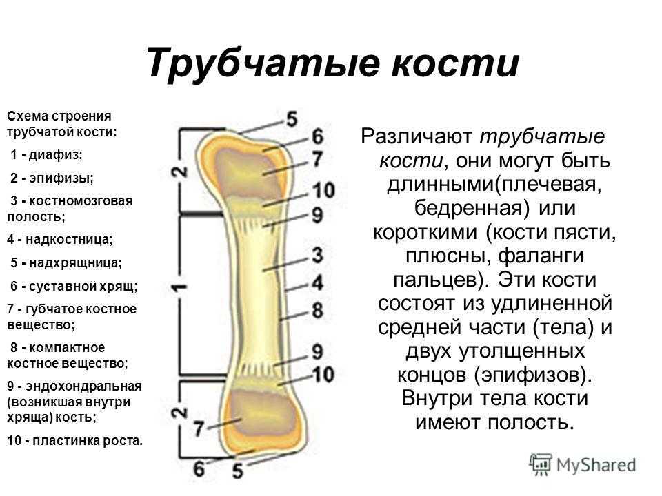 Какие структуры кости взрослого человека обозначены на рисунке