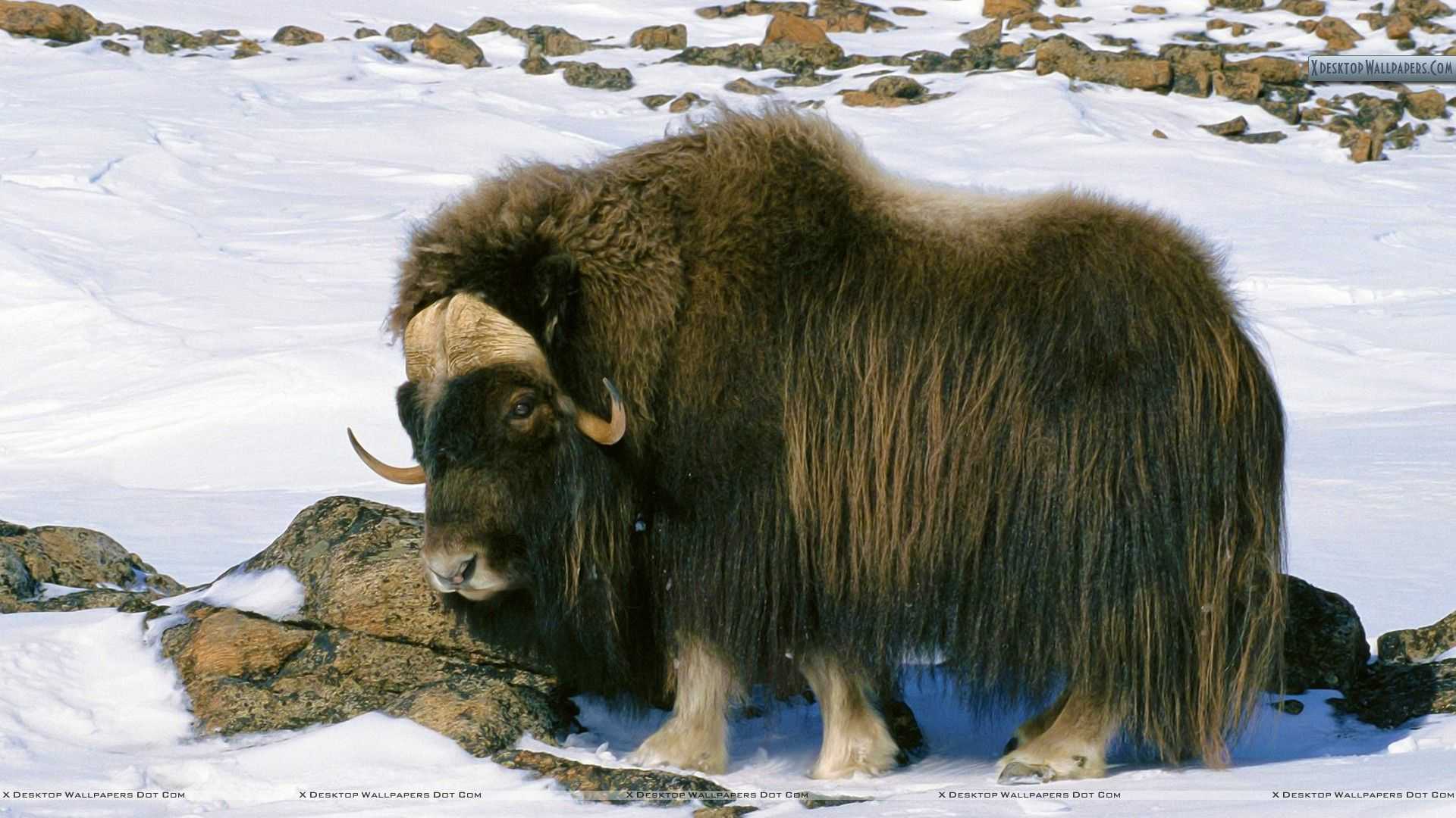 Животное як фото с описанием