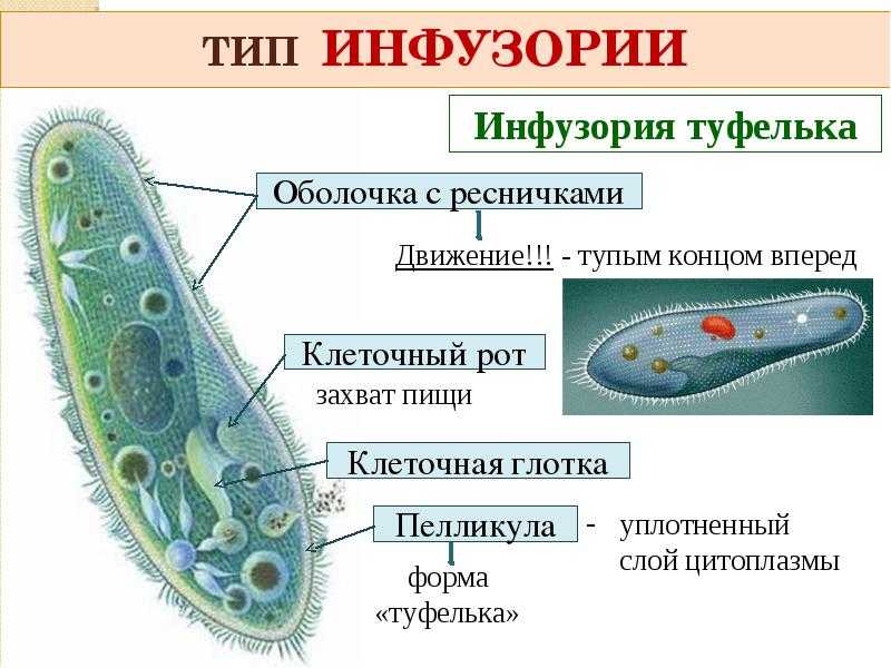 Какую функцию в теле инфузории туфельки выполняют органоиды обозначенные на рисунке вопросительным