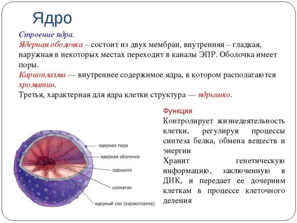 Схема строения ядра