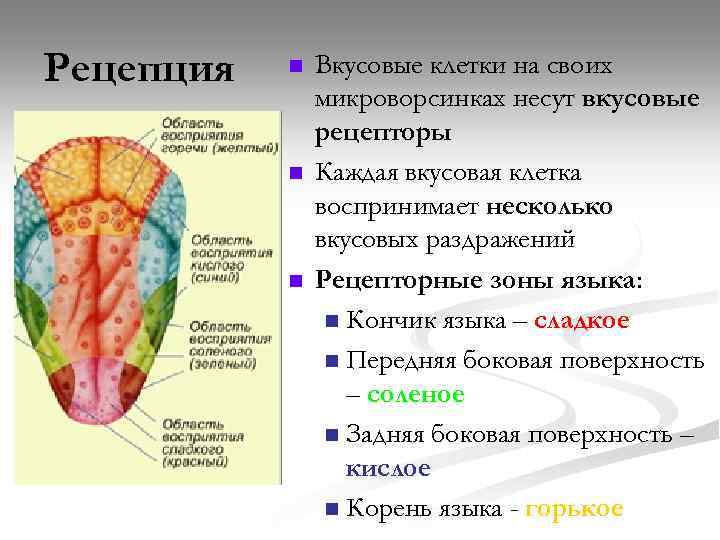 Вкусовой анализатор картинки