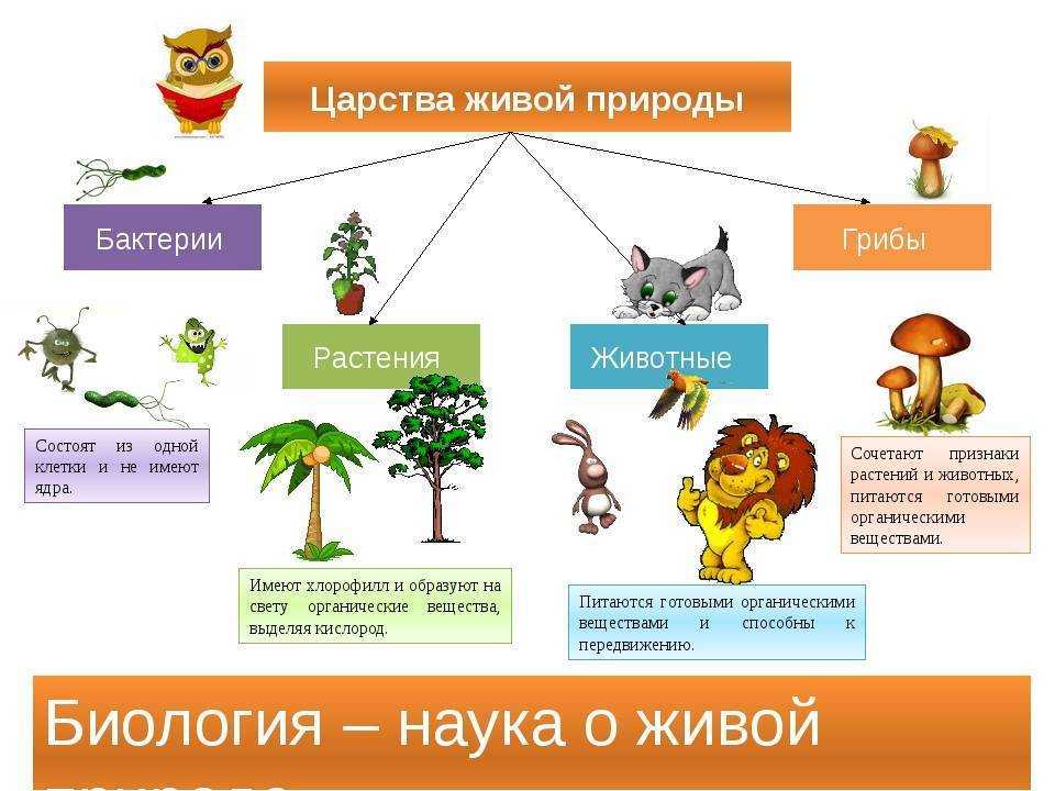 Царство животные многообразие и значение 5 класс презентация