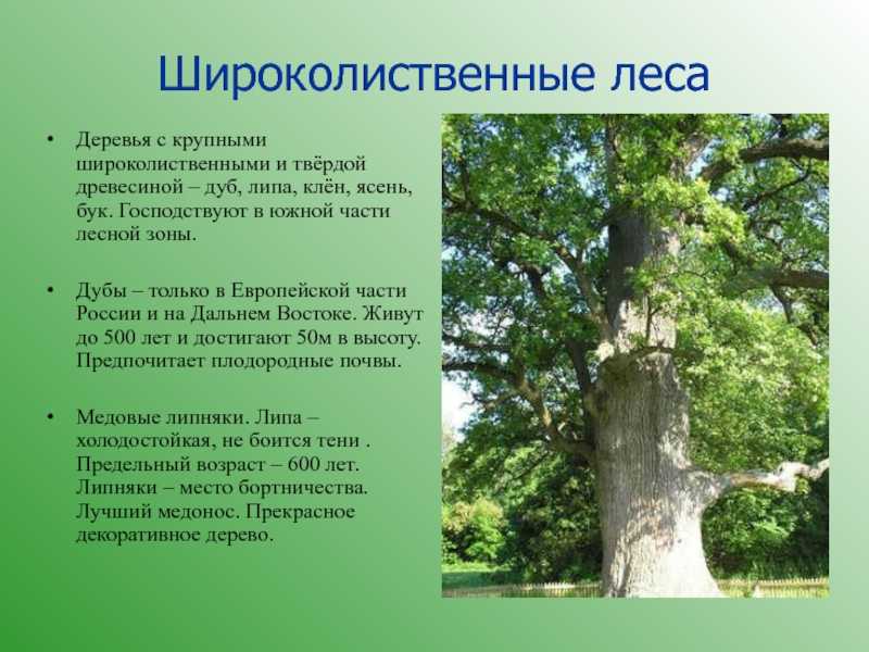 Я живу в россии где дубы песня. Широколиственные леса европейской части России. Широколиственные деревья. Сообщение о дереве. Сообщение о широколиственных деревьях.