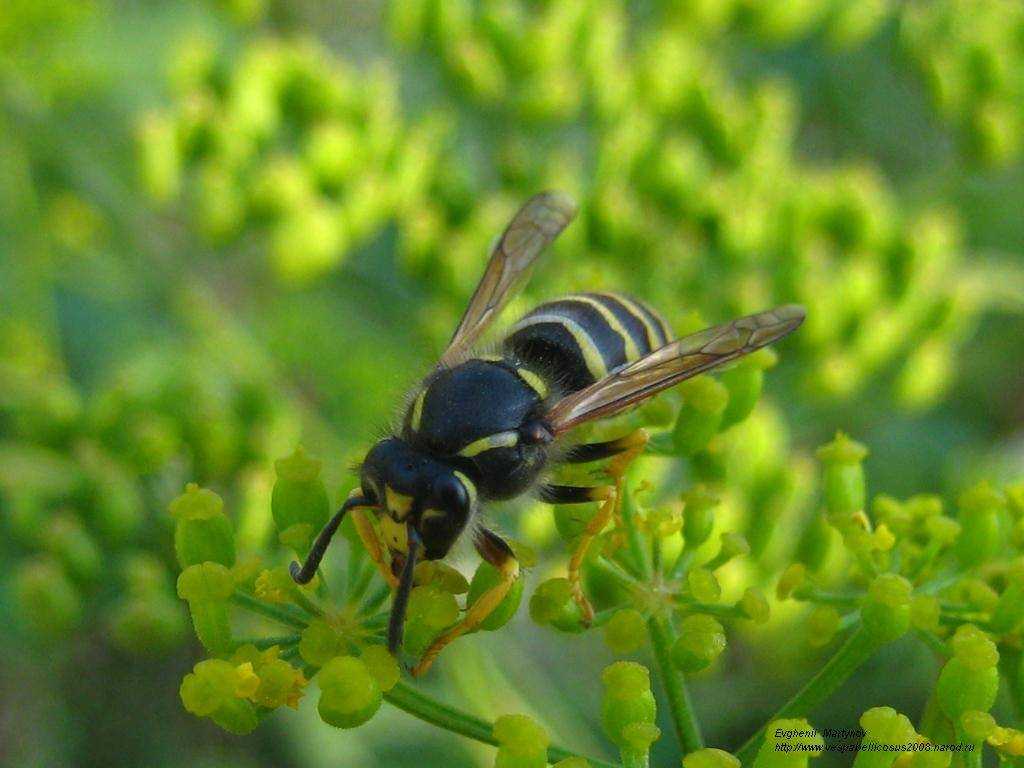Различия осы и пчелы с фото