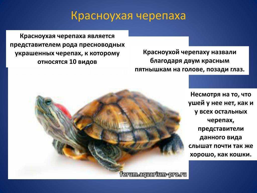 Какие черепахи относятся к морским. Красноухая Болотная черепаха. Описание красноухой черепахи. Красноухая черепаха земноводная. Презентация про красноухих черепах.