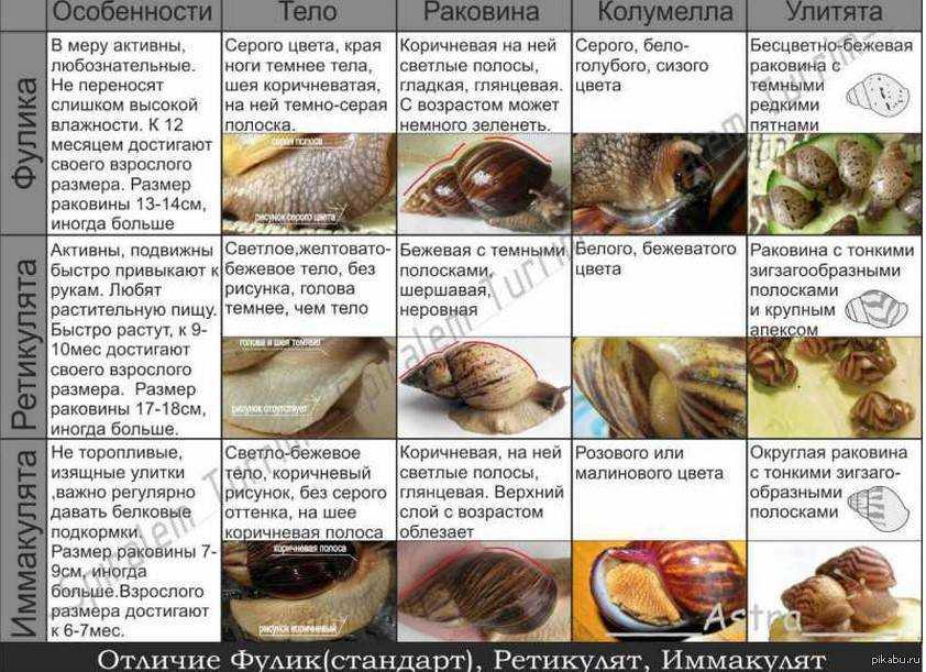 Улитка ахатина исследовательский проект