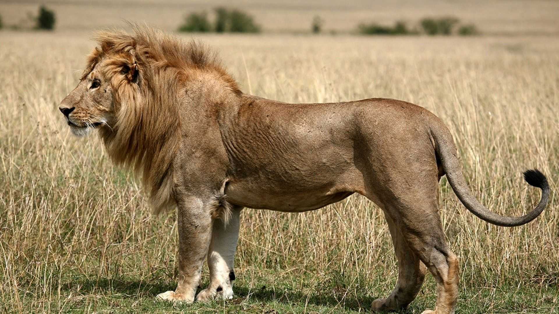 картинки хвоста льва