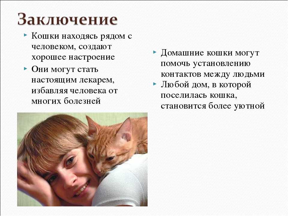 Проект про котов 7 класс