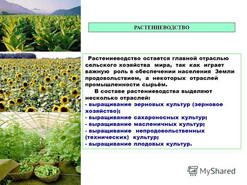 На выращивании каких культур специализируется северный кавказ. Отрасли растениеводства. Классификация отраслей растениеводства. Развиты отрасли растениеводства. Названия отраслей растениеводства.
