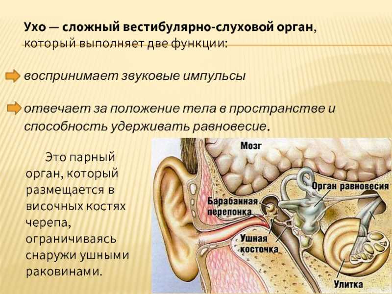 На рисунке изображен орган слуха человека какую часть органа слуха человек может повредить во время