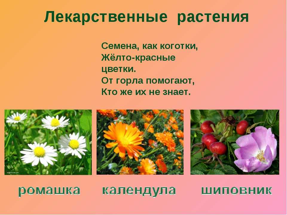 Презентация цветы 3 класс