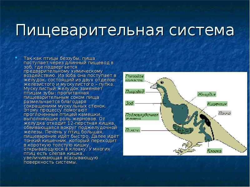 Презентация на тему класс птицы 7 класс