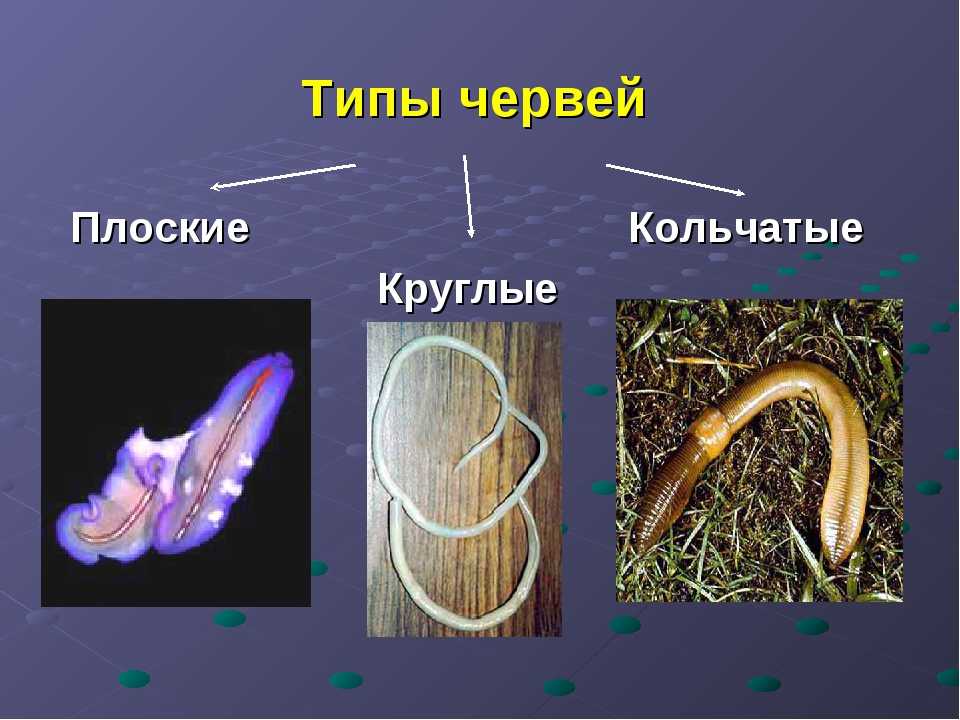Кольчатые черви группа организмов. Типы плоские черви круглые черви кольчатые черви. Паразитические кольчатые черви. Тип круглые черви и Тип кольчатые черви. Плоские круглые и кольчатые черви.