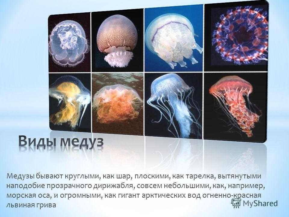 Медуза проект 2 класс