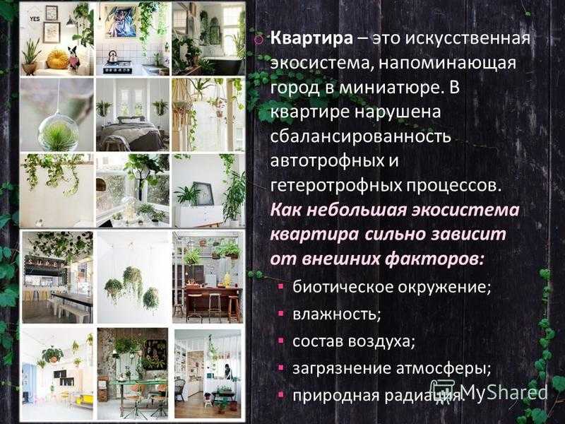 Описание жилища человека как искусственной экосистемы презентация