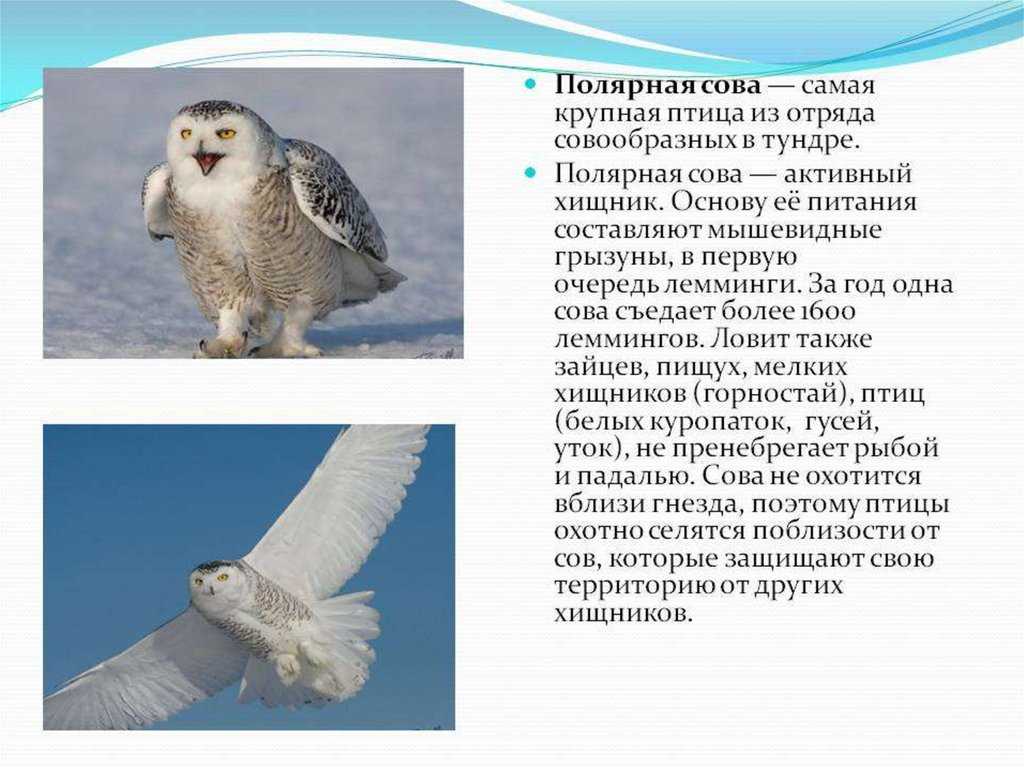 В какой зоне живет полярная сова. Полярная Сова сообщение 4. Полярная Сова описание. Сообщение о полярной сове. Информация о белой сове.