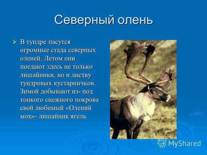 Доклад северный. Информация про оленя. Доклад про оленя. Доклад о олене. Рассказ о Северном олене.