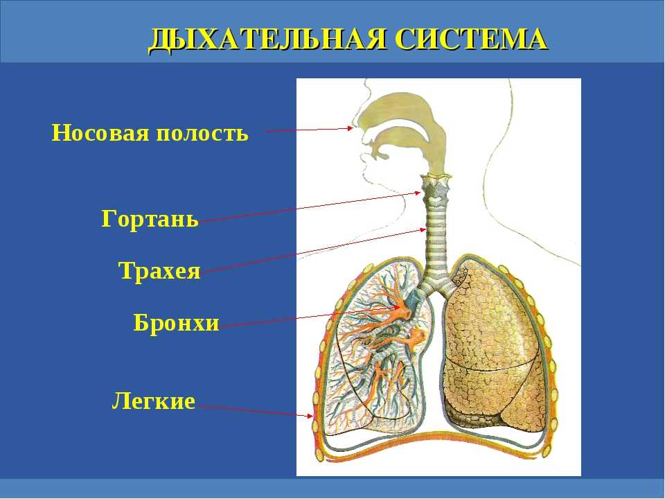 Легкие доклад 3 класс. Органы дыхательной системы 4 класс. Дыхательная система органов дыхания 3 класс. Система органов дыхания человека 3 класс. Дыхательная система человека строение 3 класс.