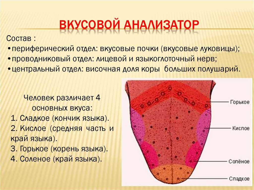 Зона языка отмеченная на рисунке цифрой 4 распознает