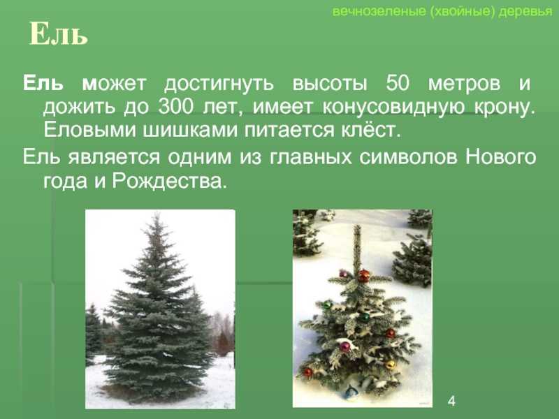 Ель 4 класс. Доклад про ель. Рассказ о ели. Презентация на тему ели. Кратко о ели.