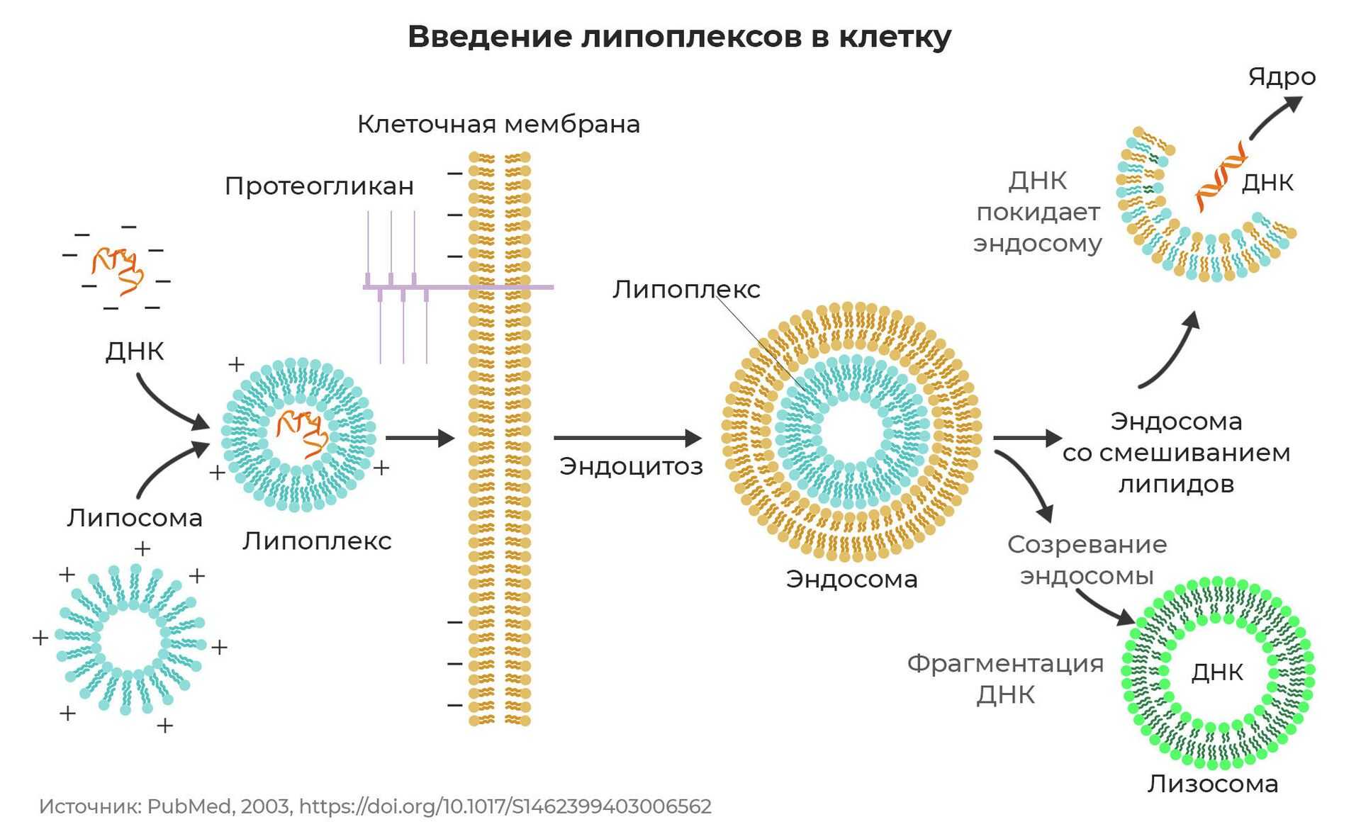 Все мы живые существа, будь то человек, насекомое, растение, и все мы, состоим из многочисленных кирпичиков под названием клетка Наше тело состоит из миллиардов мелких частиц, где каждая клетка это маленький, активно функционирующий живой