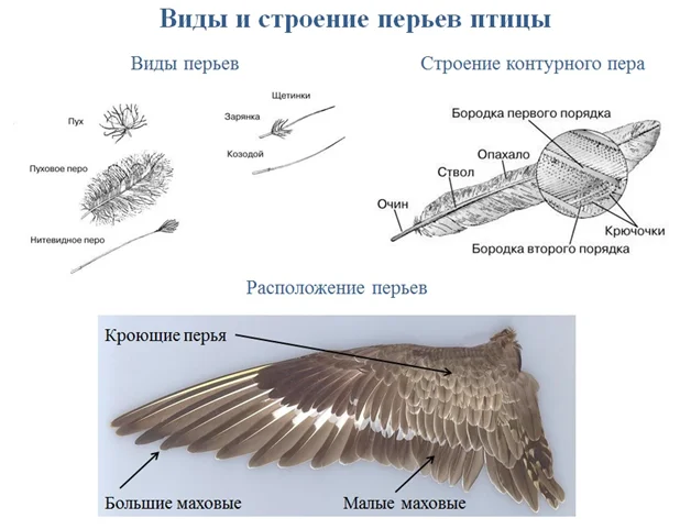 Значение перьевого покрова у птиц. Схема строения пера птицы. Схема строения пера птицы биология 7 класс. Перо птицы строение. Строение пера птицы биология.