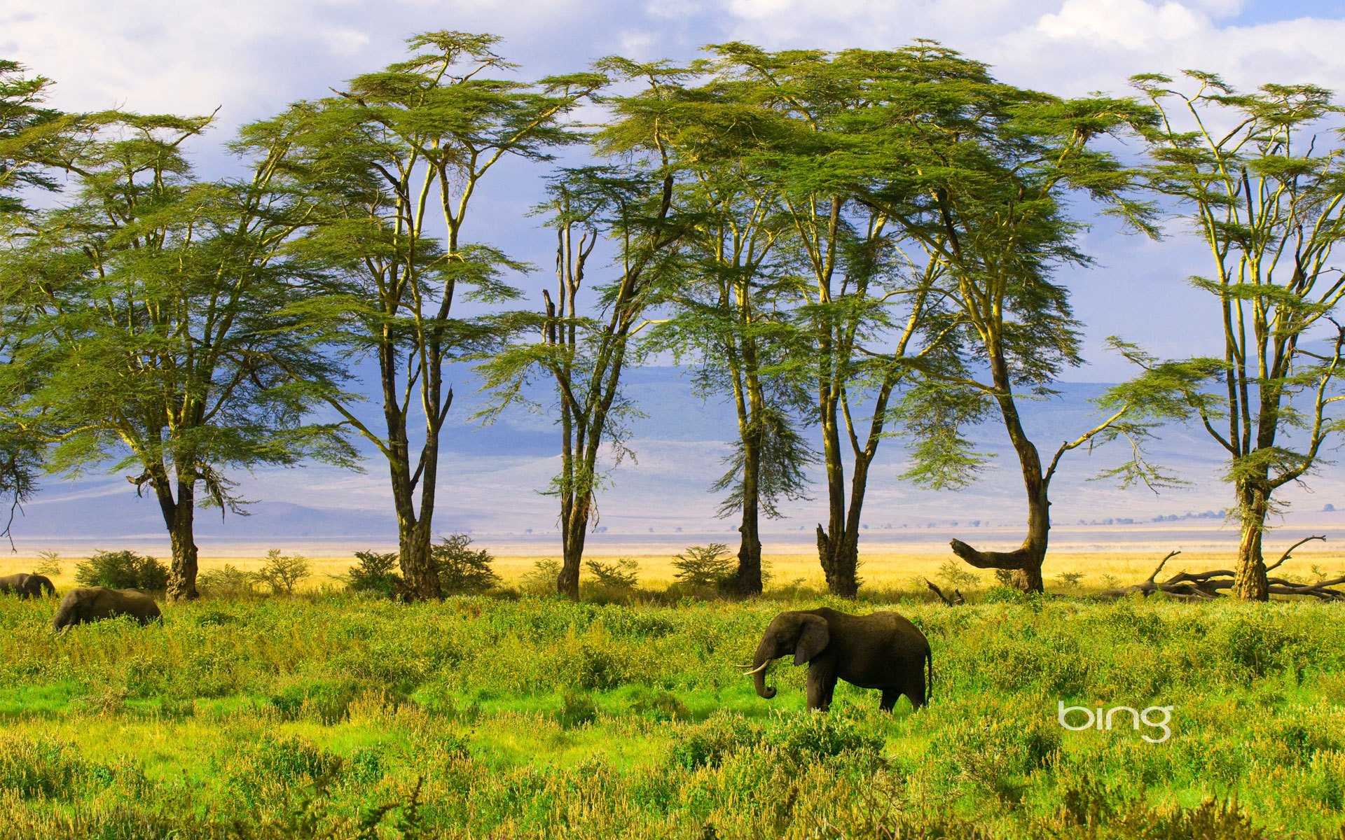 Топ-10 самых крупных млекопитающих на земле