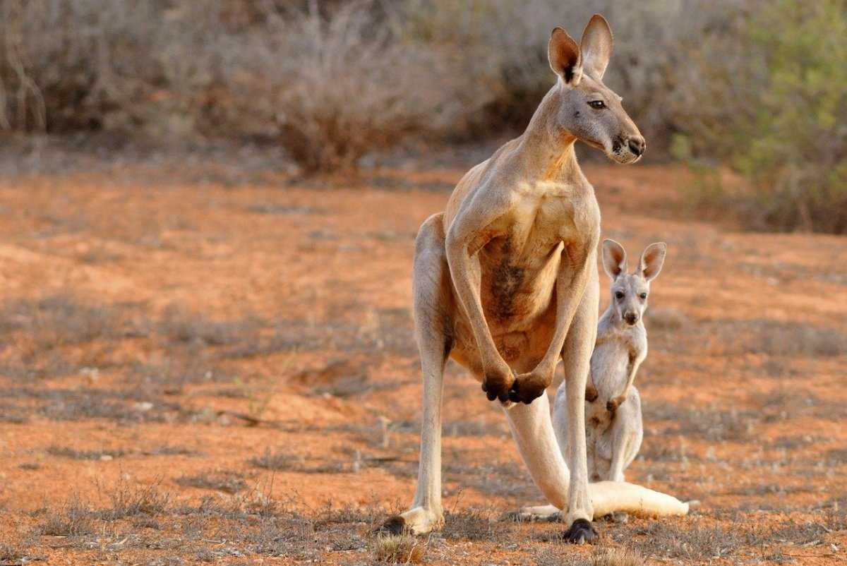 Фото кенгуру с детенышем в сумке из австралии