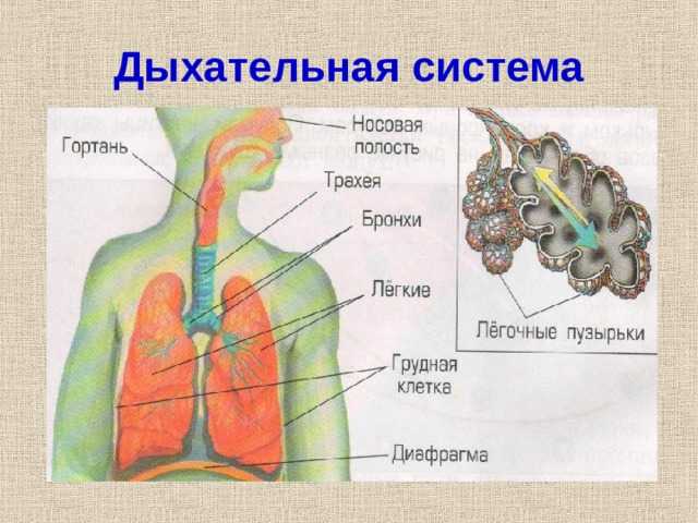 Легкие доклад 3 класс. Дыхательная система человека 3 класс. Дыхательная система система 3 класс. Органы дыхательной системы человека 3 класс. Органы дыхания человека схема 3 класс.