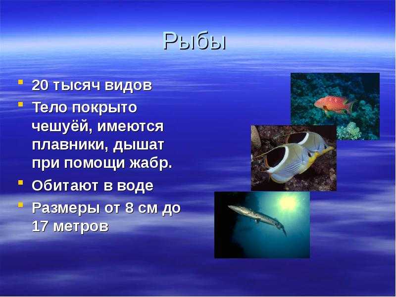 Царство животные рыбы. Рыбы 3 класс. Рыбы 3 класс окружающий мир. Презентация на тему рыбы. Рыба для презентации.