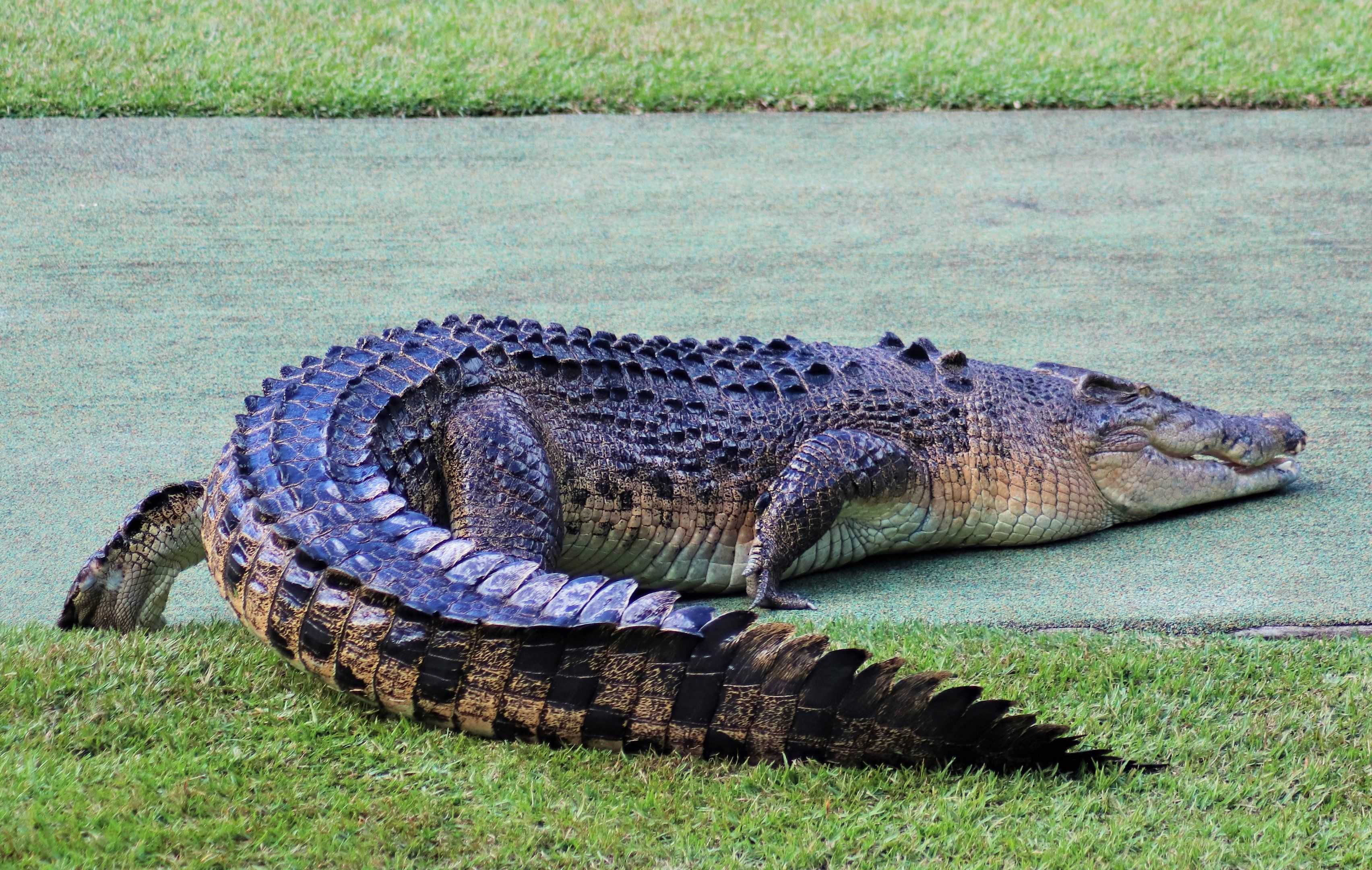 Сколько лет живут крокодилы: продолжительность жизни рептилий в дикой природе и в неволе