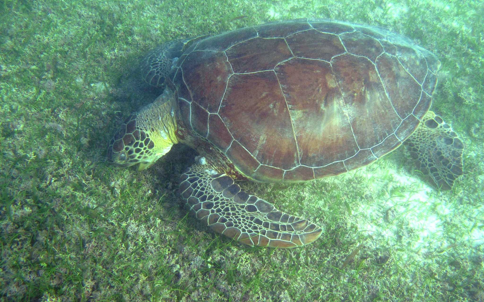Среда обитания зеленой черепахи. Зеленая (суповая морская черепаха). Chelonia mydas (зеленая черепаха, суповая черепаха). Акумаль Мексика черепахи. Международная красная книга зеленая морская черепаха.