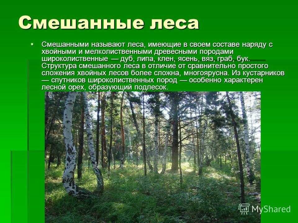 Смешанный лес факторы. Широколиственные леса зоны в России. Зона лесов смешанные широколиственные. Проект на тему смешанные леса. Презентация на тему лес.