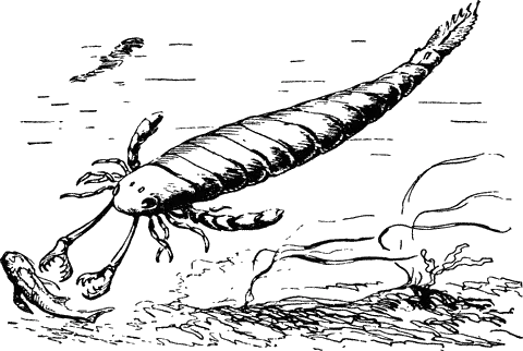На рисунке изображен ракоскорпион вымершее животное обитавшее 420 млн лет назад