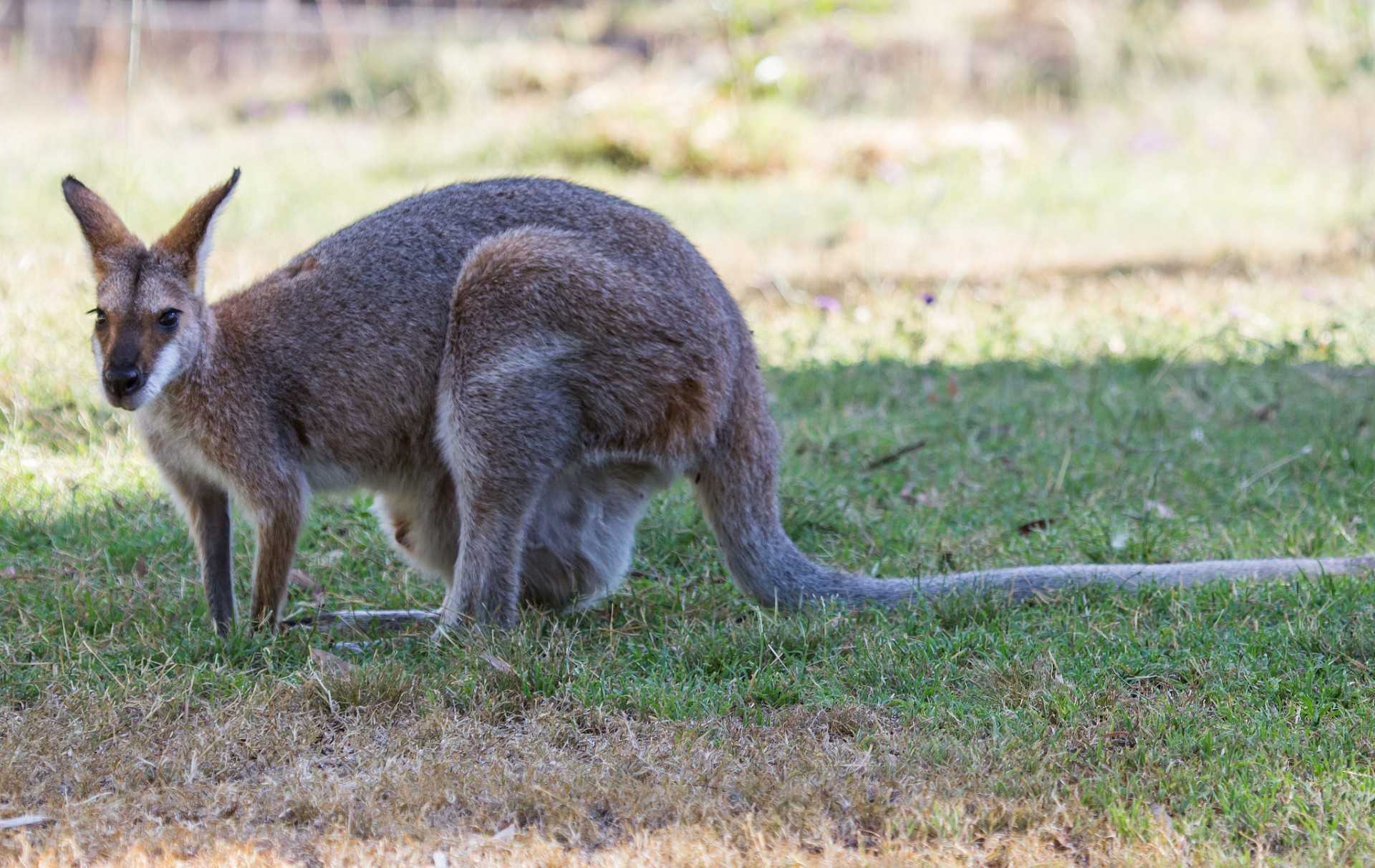 Кенгуру архив. Серый австралийский кенгуру. Серый исполинский кенгуру. Карликовый кенгуру. Кенгуру Macropus.