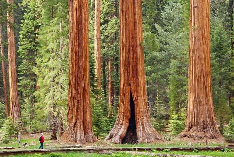 10 интересных фактов о деревьях и лесах