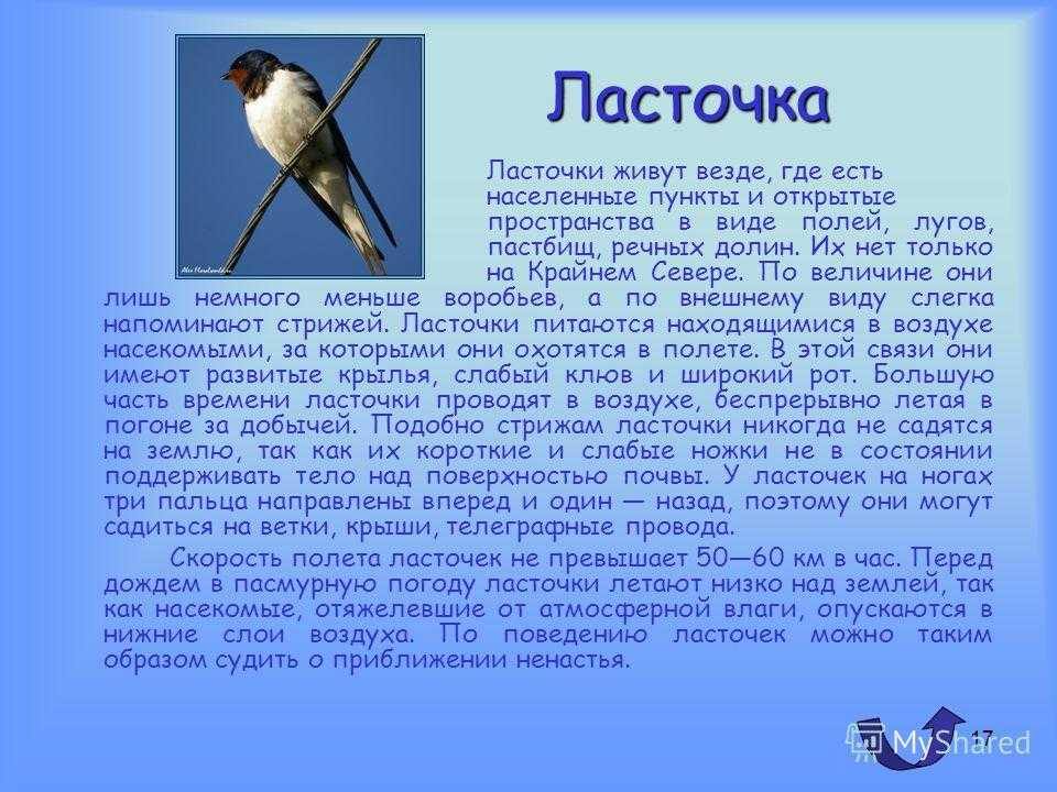 Описать птицу по плану окружающий мир 1 класс