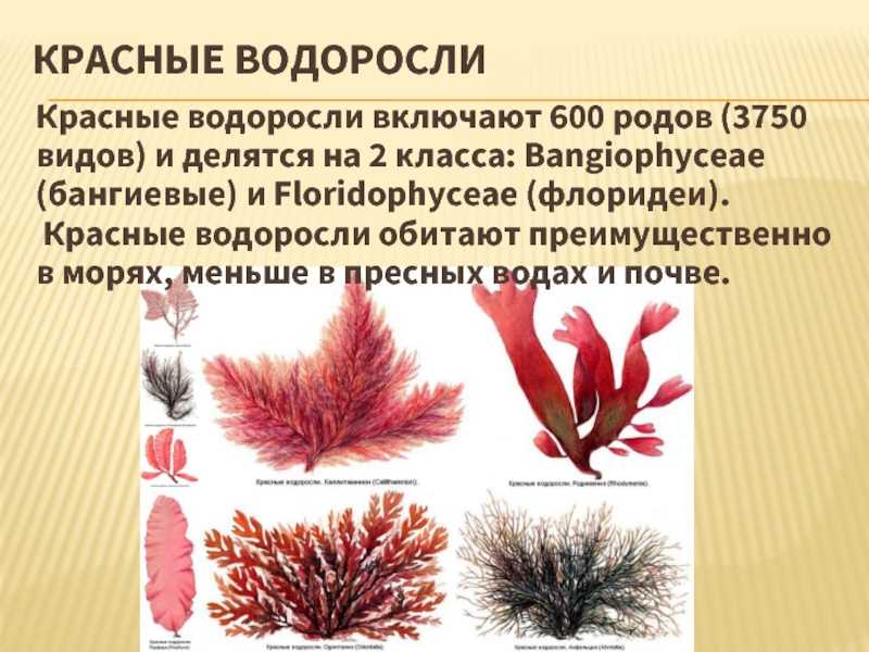Красные водоросли. Красные водоросли презентация. Красные водоросли характеристика. Споры красных водорослей.