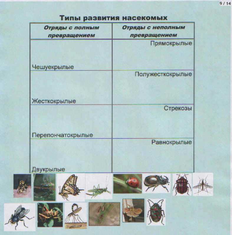 План характеристики насекомых