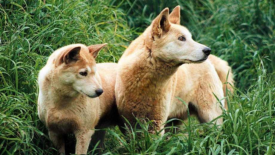 Дикая собака динго в австралии: где обитает порода