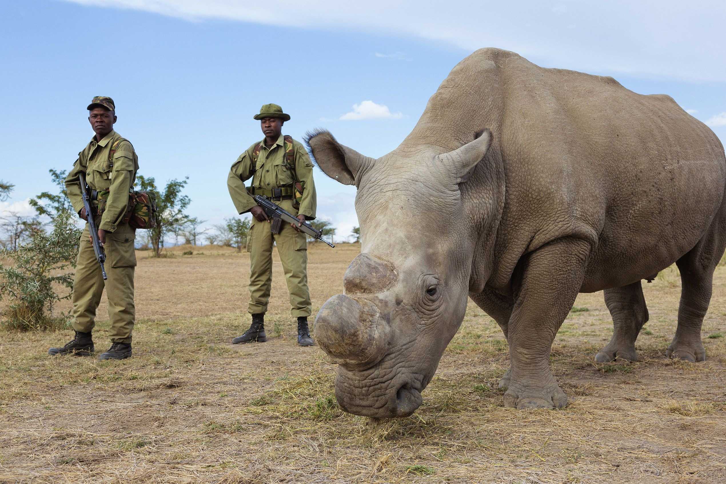 Белый носорог сколько осталось. Северный белый носорог охрана. Северный белый носорог вымер. Северный белый носорог Судан. Белый носорог (Ceratotherium simum).