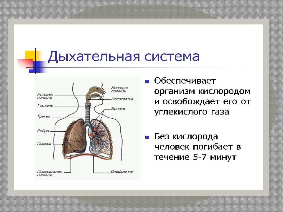 Соотнесите изображение органа дыхания с представителем класса. Строение дыхательной системы 8 класс биология. Дыхательная система человека 8 класс конспект по биологии. Строение и функции органов дыхания 8 класс биология. Дыхательная система человека схема 8 класс.